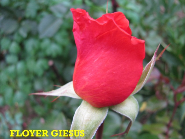 FLOYER GIESUS.jpg