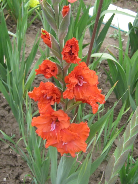 Oranžová hvězda