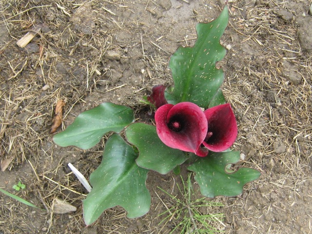 AKELA
