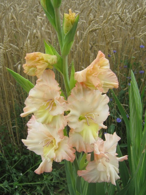 Gladiris