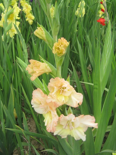 Gladiris 2